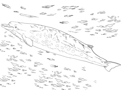 Bairds Beaked Or Giant Bottlenose Whale Coloring Page